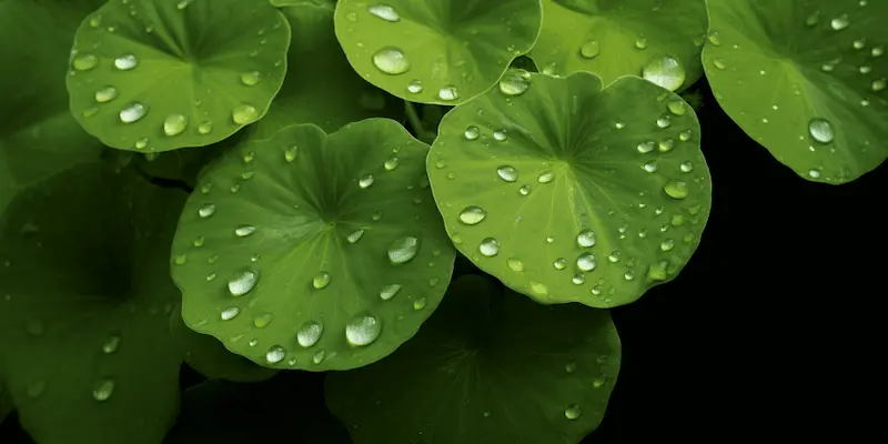  Centella Asiatică  img