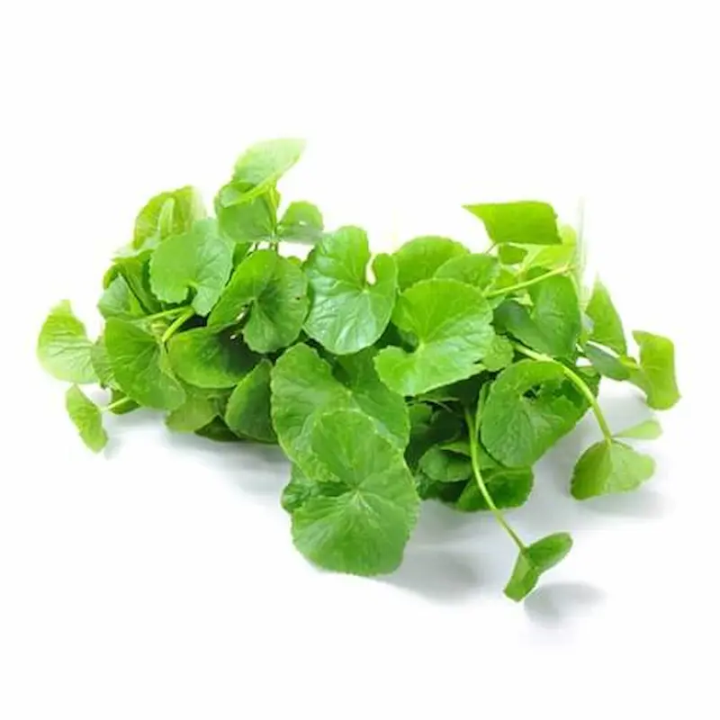 Centella Asiatica în compoziția SKIN1004 Madagascar Centella Ampoule Foam